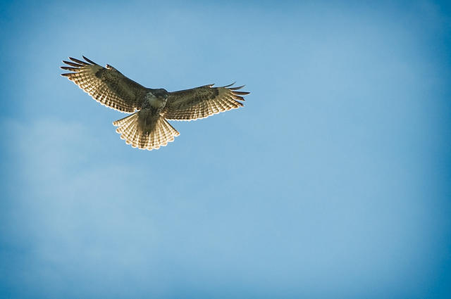 hoverbird