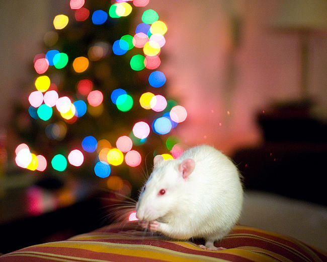 merry christmouse