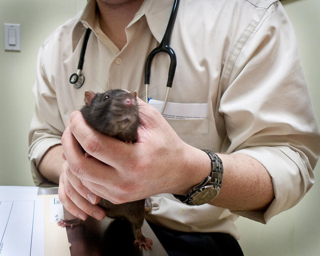 the vet the vet